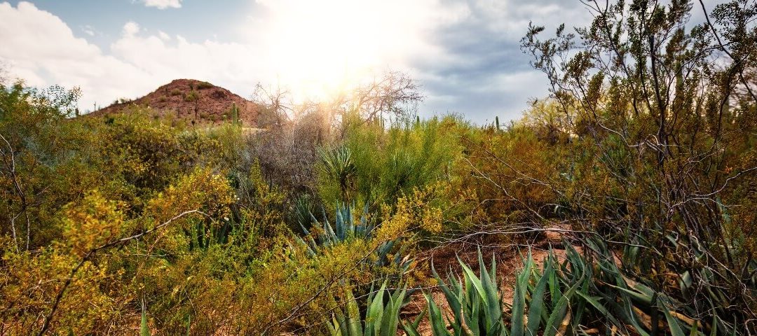 Xeriscape Garden Demonstrations