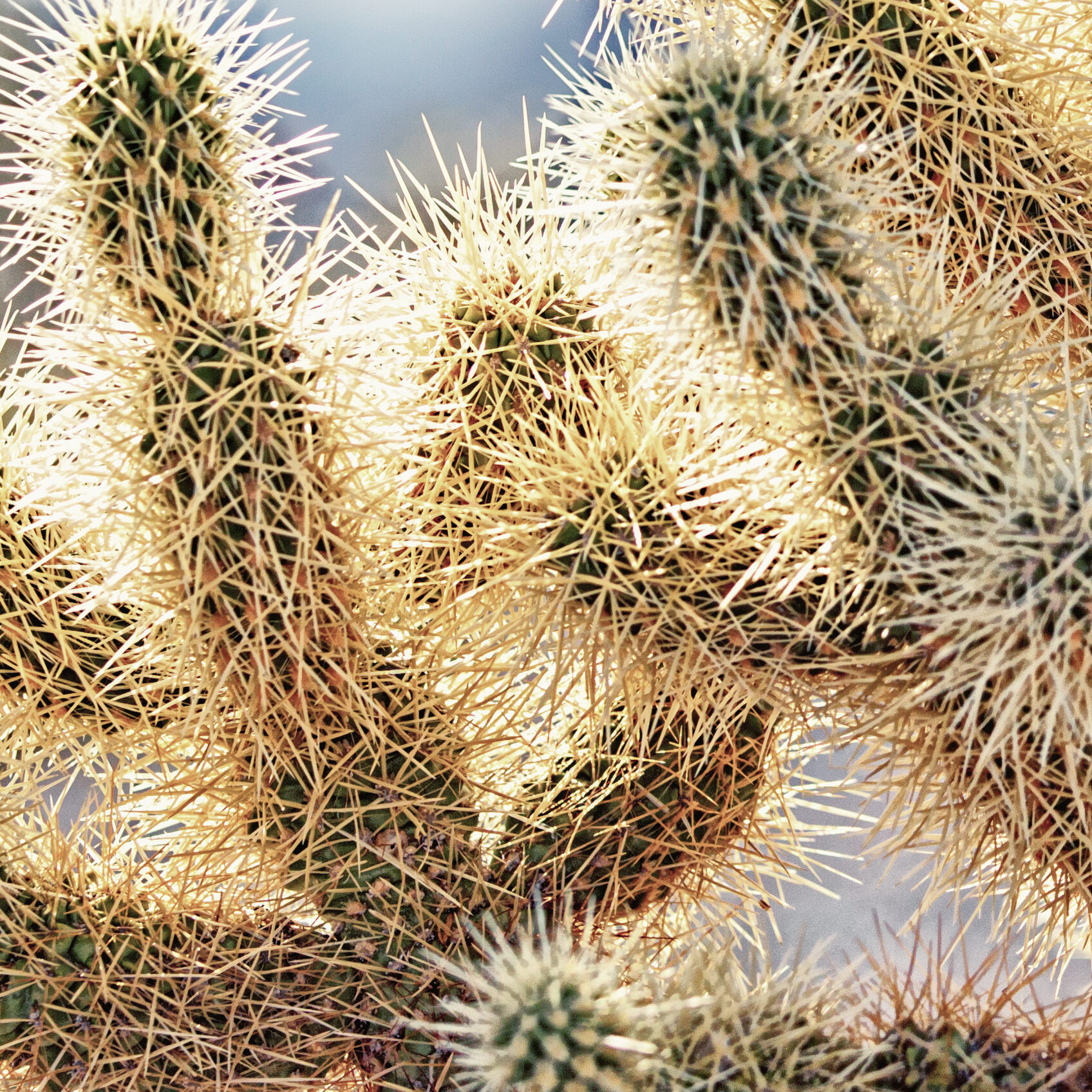 Wildland and natural area open space – Scottsdale
