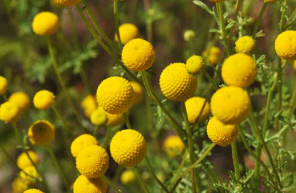 Desert Defender Invasive Species