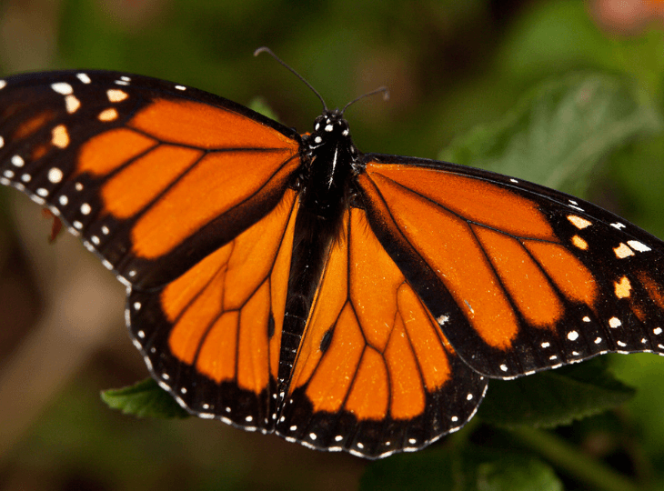February EcoQuest: Monarchs, Milkweeds and Mystery