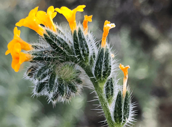 March EcoQuest: Wildflower Wonders
