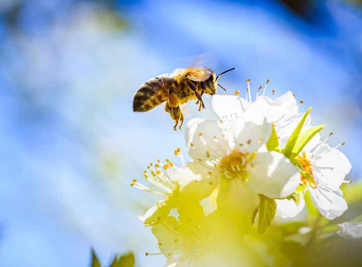 Citizen Science Month: Flowering Plants and Pollinators