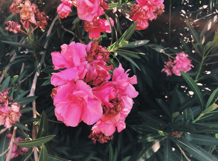July EcoQuest: Oleander Occurrence