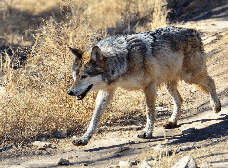 Mexican Wolves