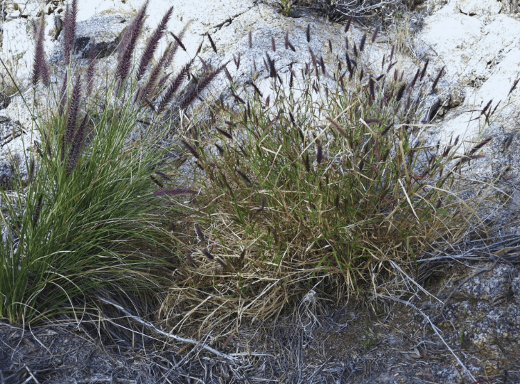 Plants of Maricopa County