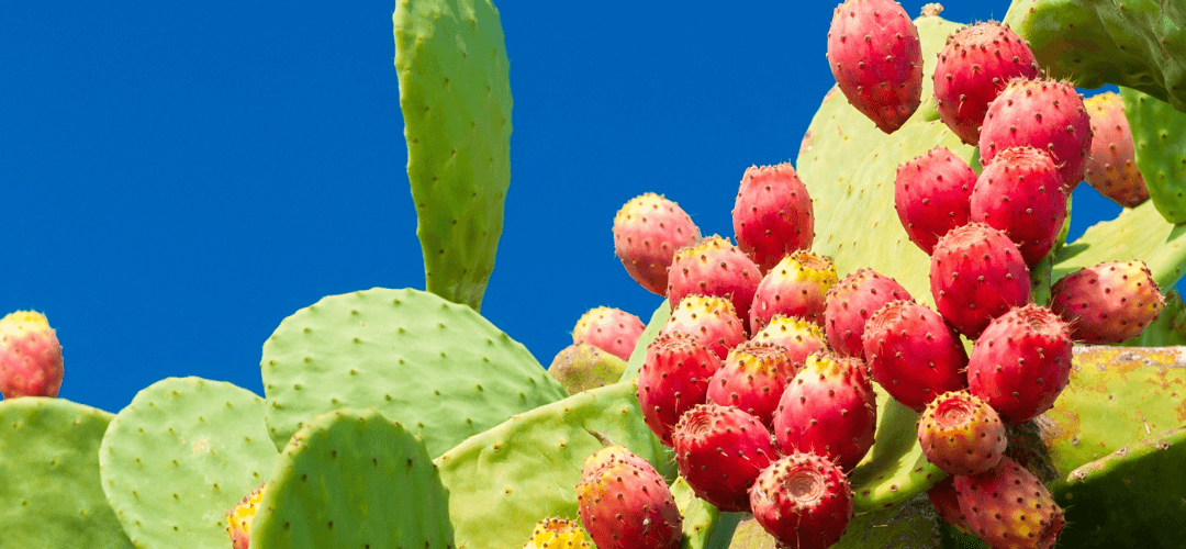 Landscaping, water harvesting, and irrigation guidance