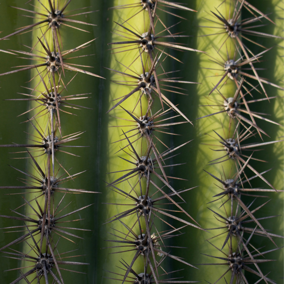 May EcoQuest: Saguaro Census