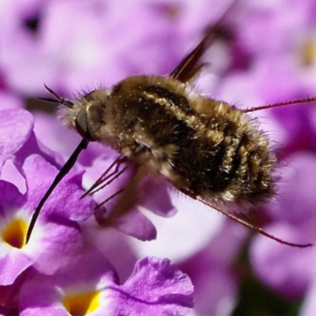 June EcoQuest: Unfamiliar Pollinators