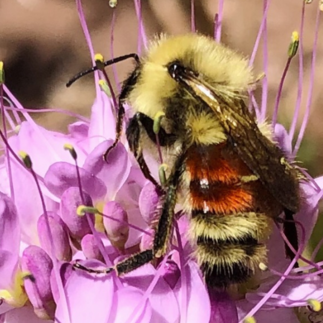 Unfamiliar Pollinators