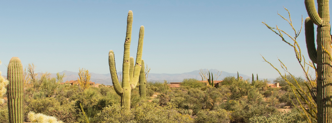 Learn about the Stately Saguaro!
