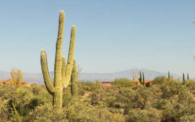 Learn about the Stately Saguaro!
