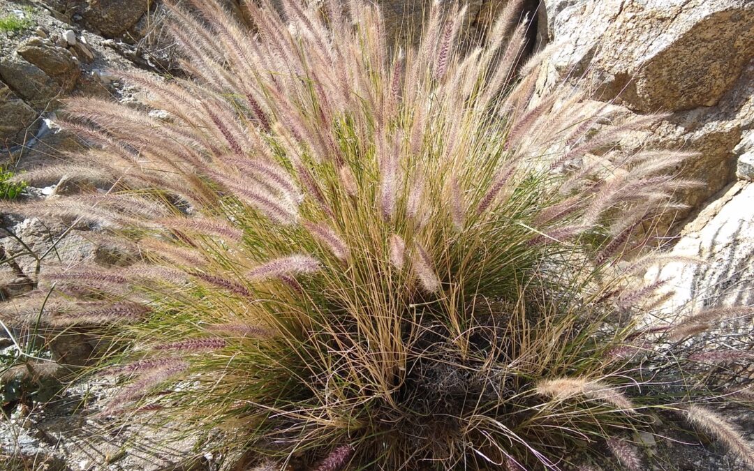 Desert Invaders in the Sonoran Desert