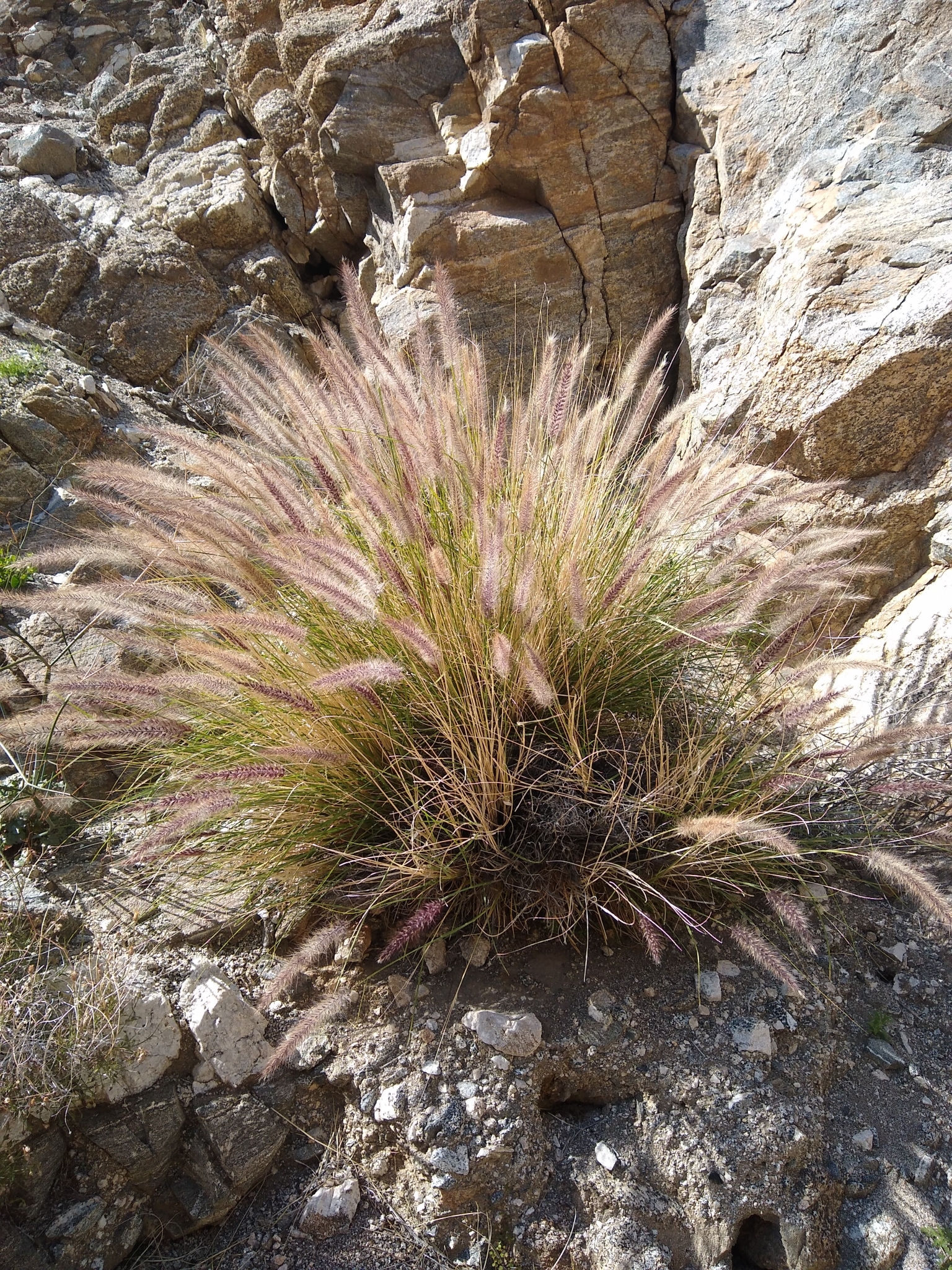 Desert Invaders in the Sonoran Desert
