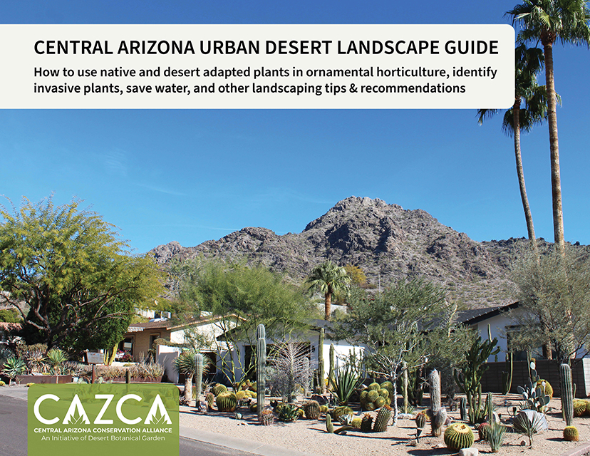 Central Arizona Desert Landscape Guide