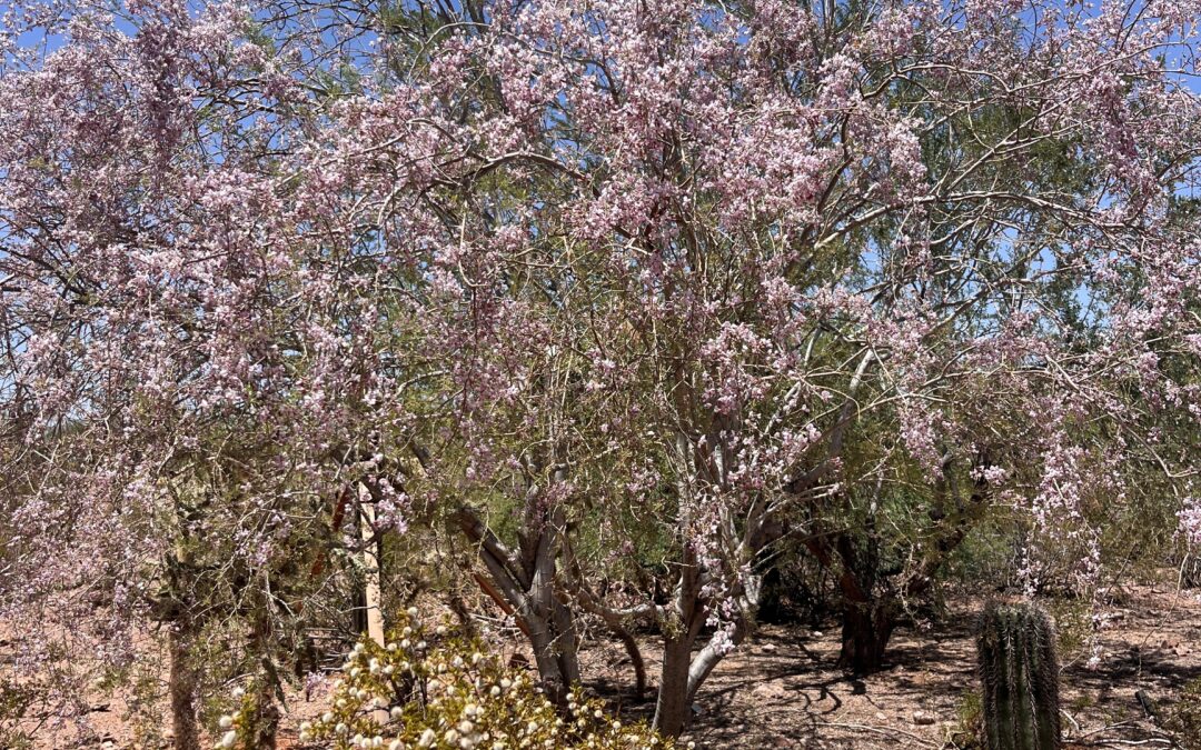 U of A Cooperative Extension Tree Reference Guide