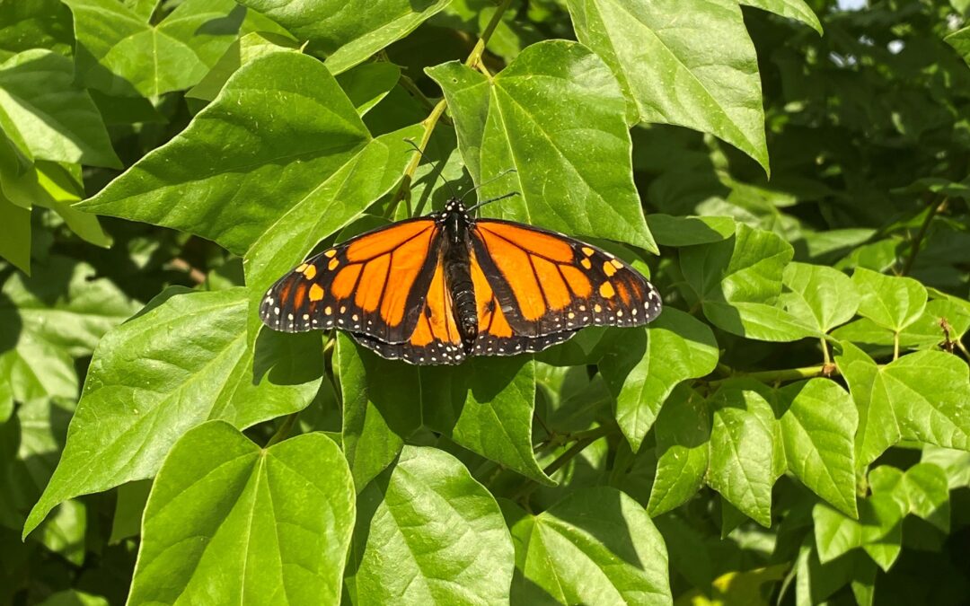 Arizona Monarch Collaborative Annual Meeting