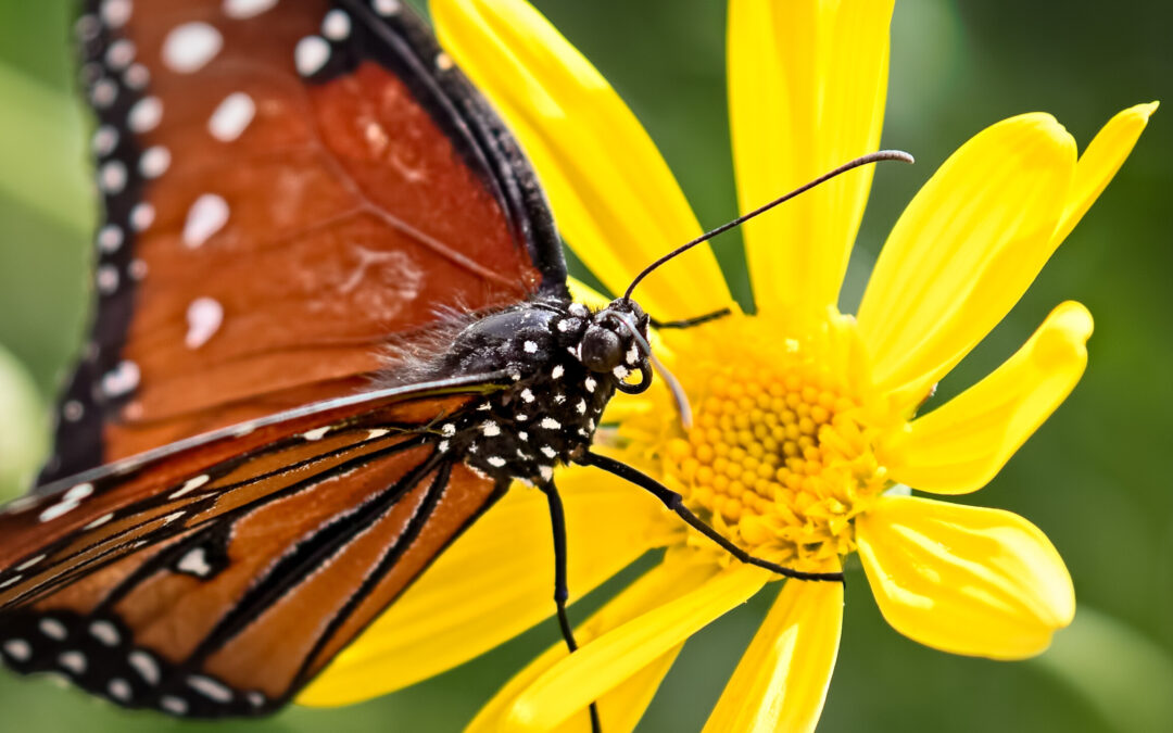 Parks for Pollinators BioBlitz: Butterfly Workshop