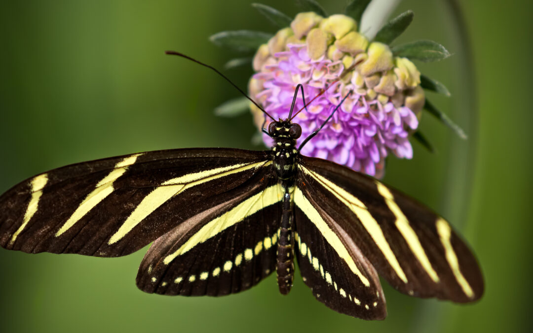 Dragonfly & Butterfly Bash