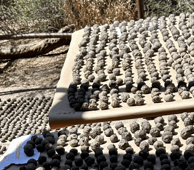 Maricopa County Seed Toss – White Tank Mountain Regional Park