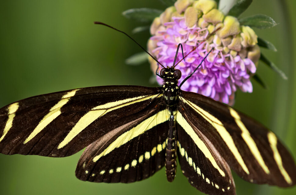 Butterfly on a flower