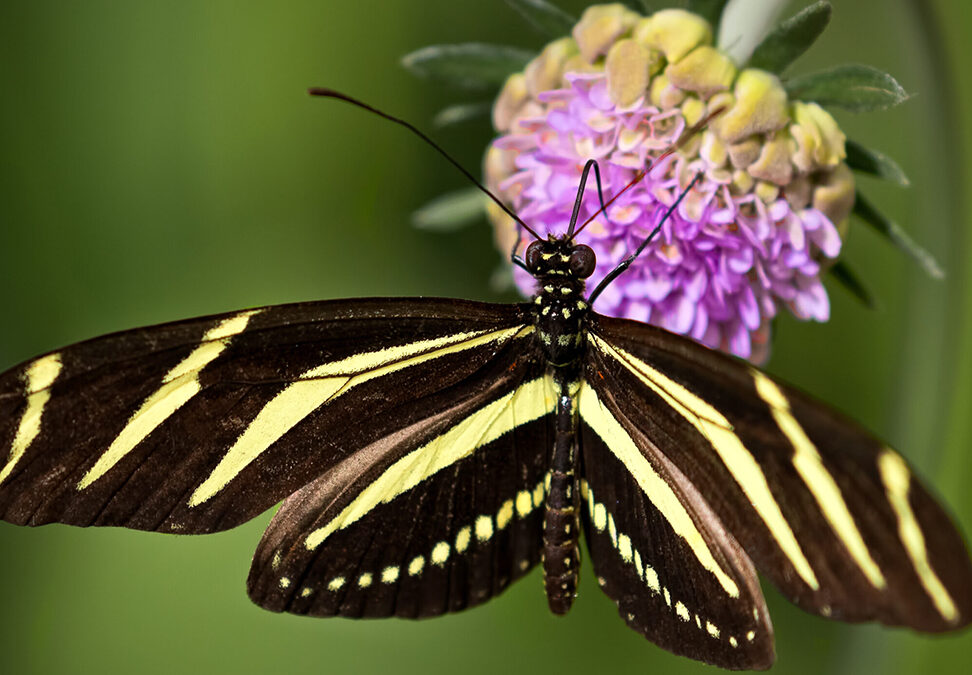 Help Pollinators in the Rio Salado!