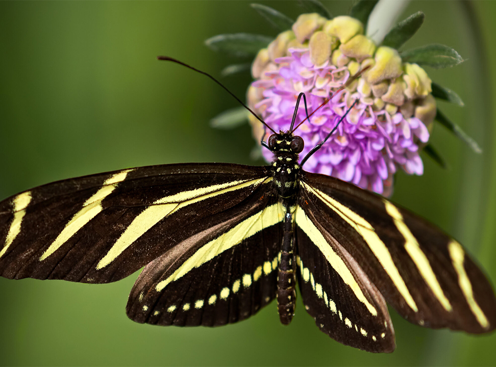 Butterfly on a flower