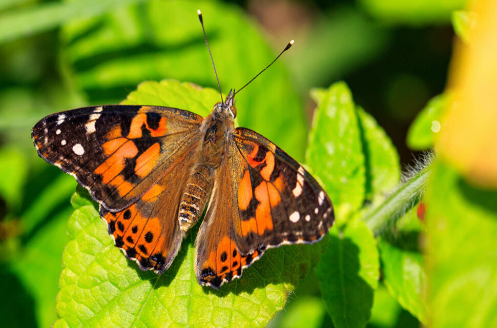 Butterfly on leaf