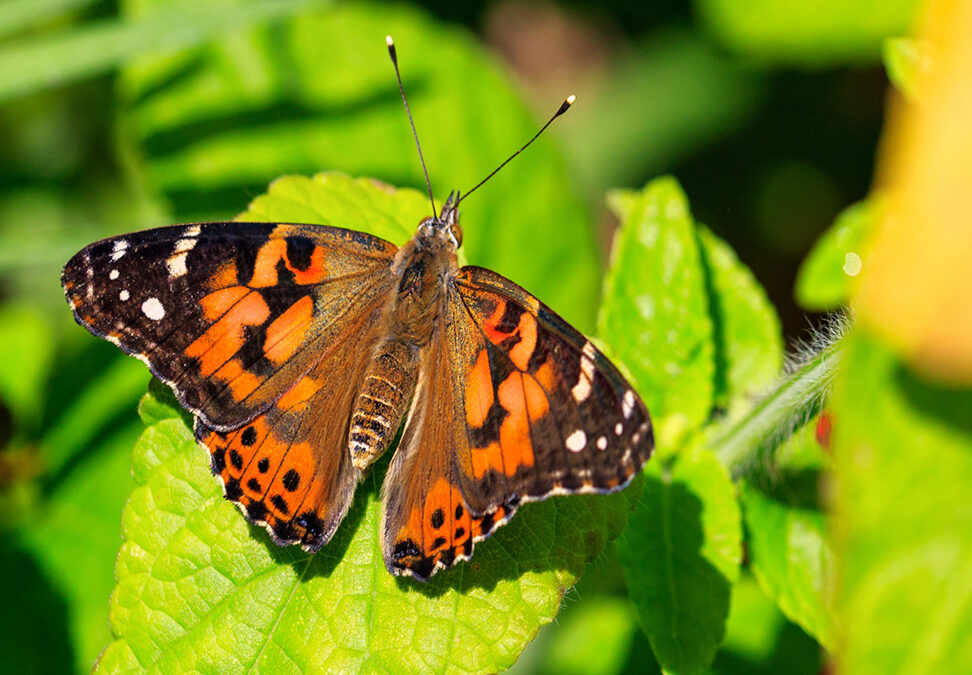 Pollinate, Protect, & Pull!