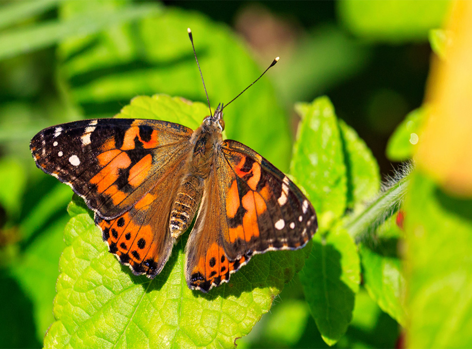 A Visual Guide to Low Desert Butterflies and Moths