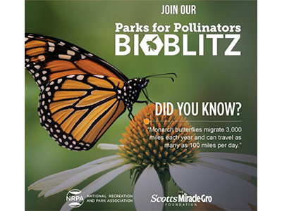 Maricopa butterfly BioBlitz featured image