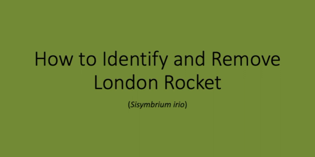 How to Identify and Remove London Rocket