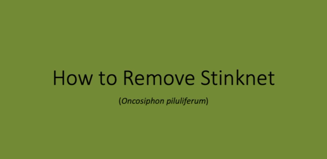 How to Identify and Remove Stinknet