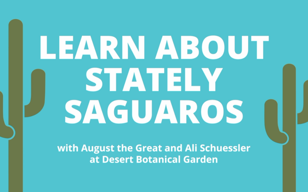 Learn About Stately Saguaros with CAZCA!