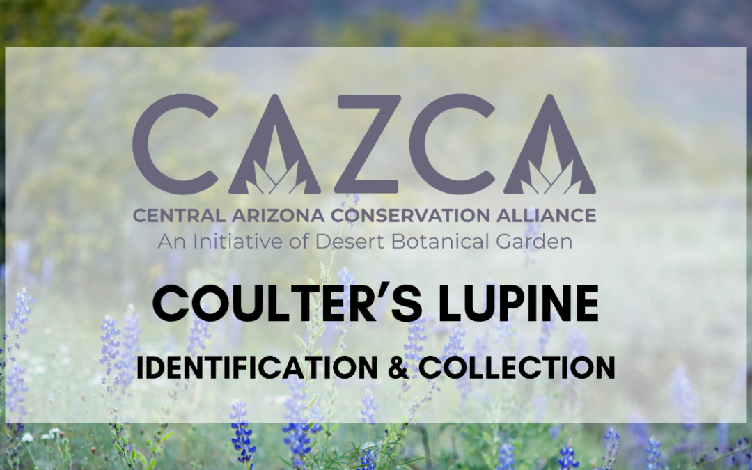 How to Harvest Coulter’s Lupine Seed