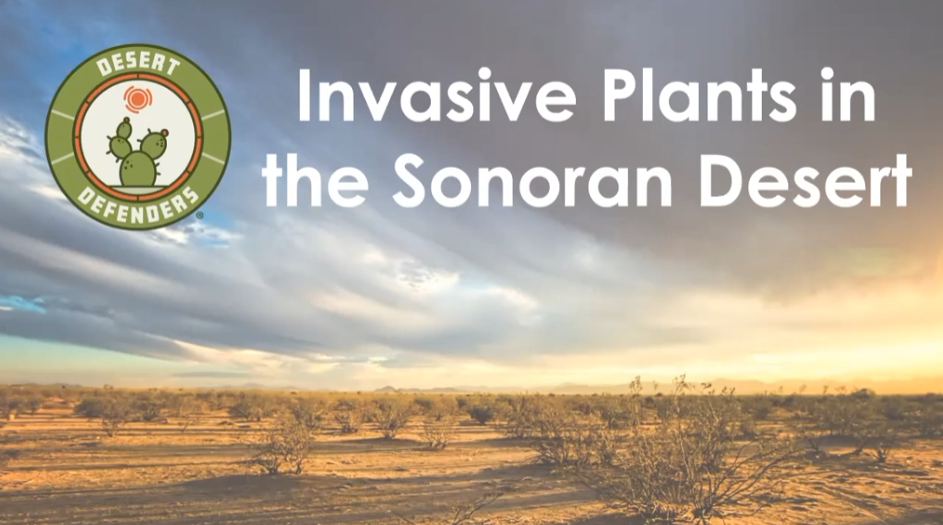 Invasive Plants of the Sonoran Desert