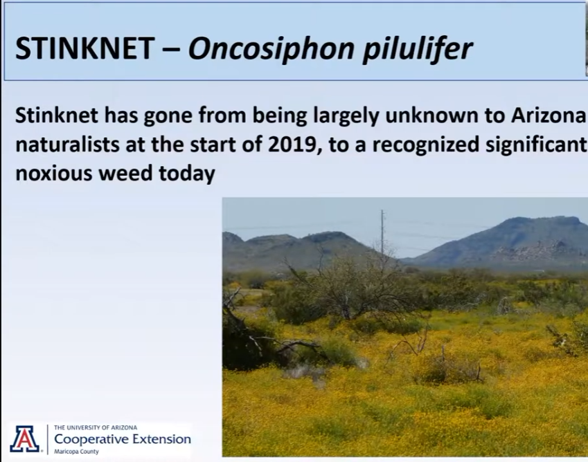 Study of Stinknet with Michael Chamberland