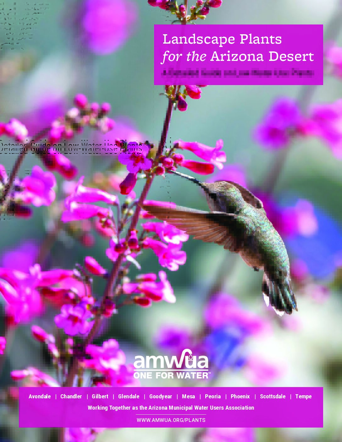 A Guide to Low Water Use Plants