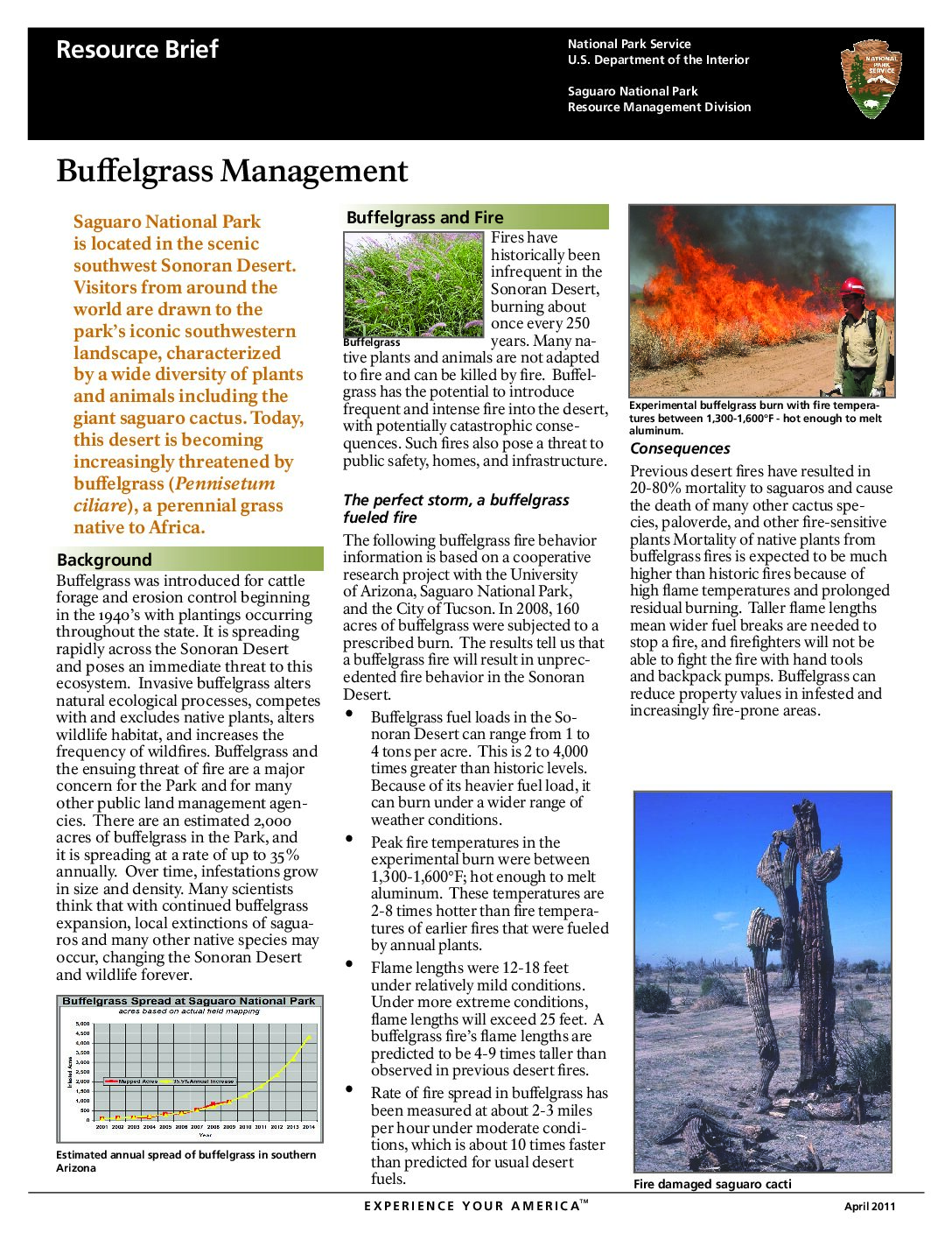 Buffelgrass Resource Brief