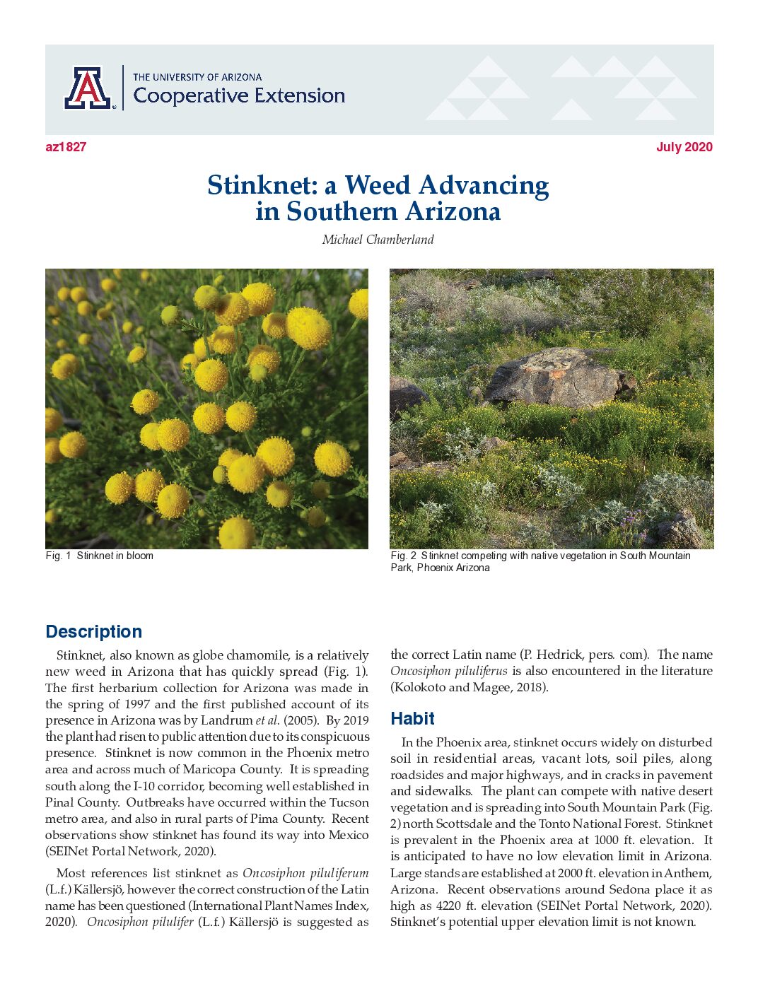 Stinknet – A Weed Advancing in Southern Arizona