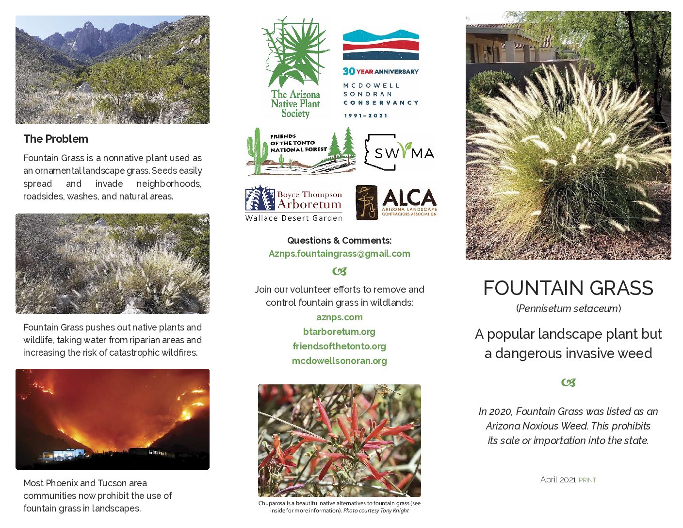 Native Plant Society Fountain Grass Brochure